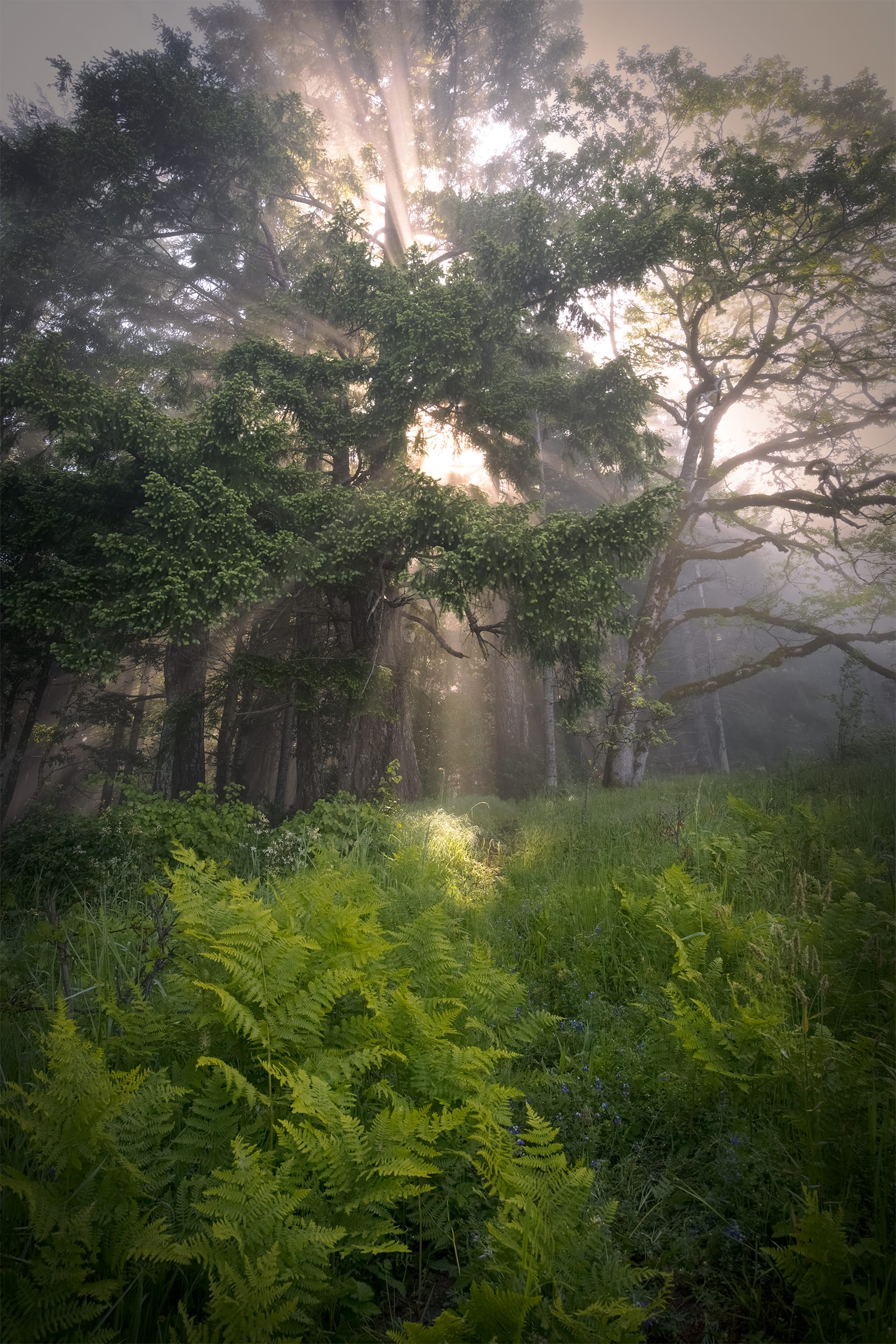 A Path for Dreams