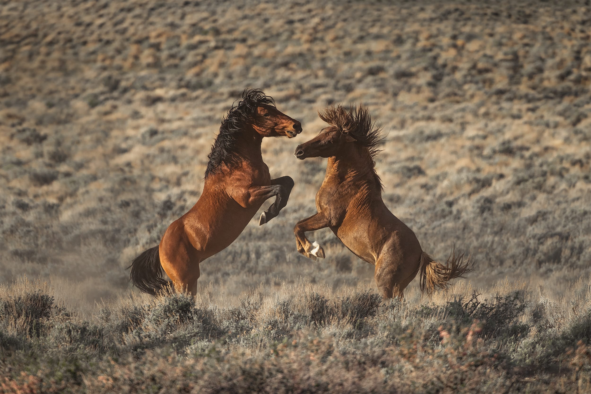 Adversaries