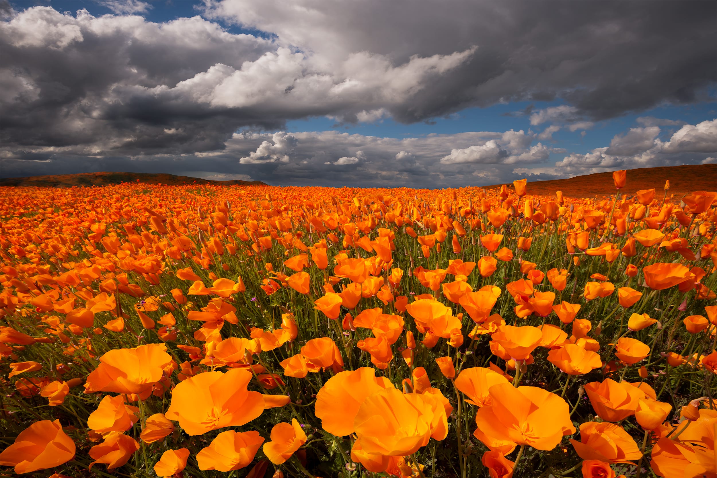 California Dreaming