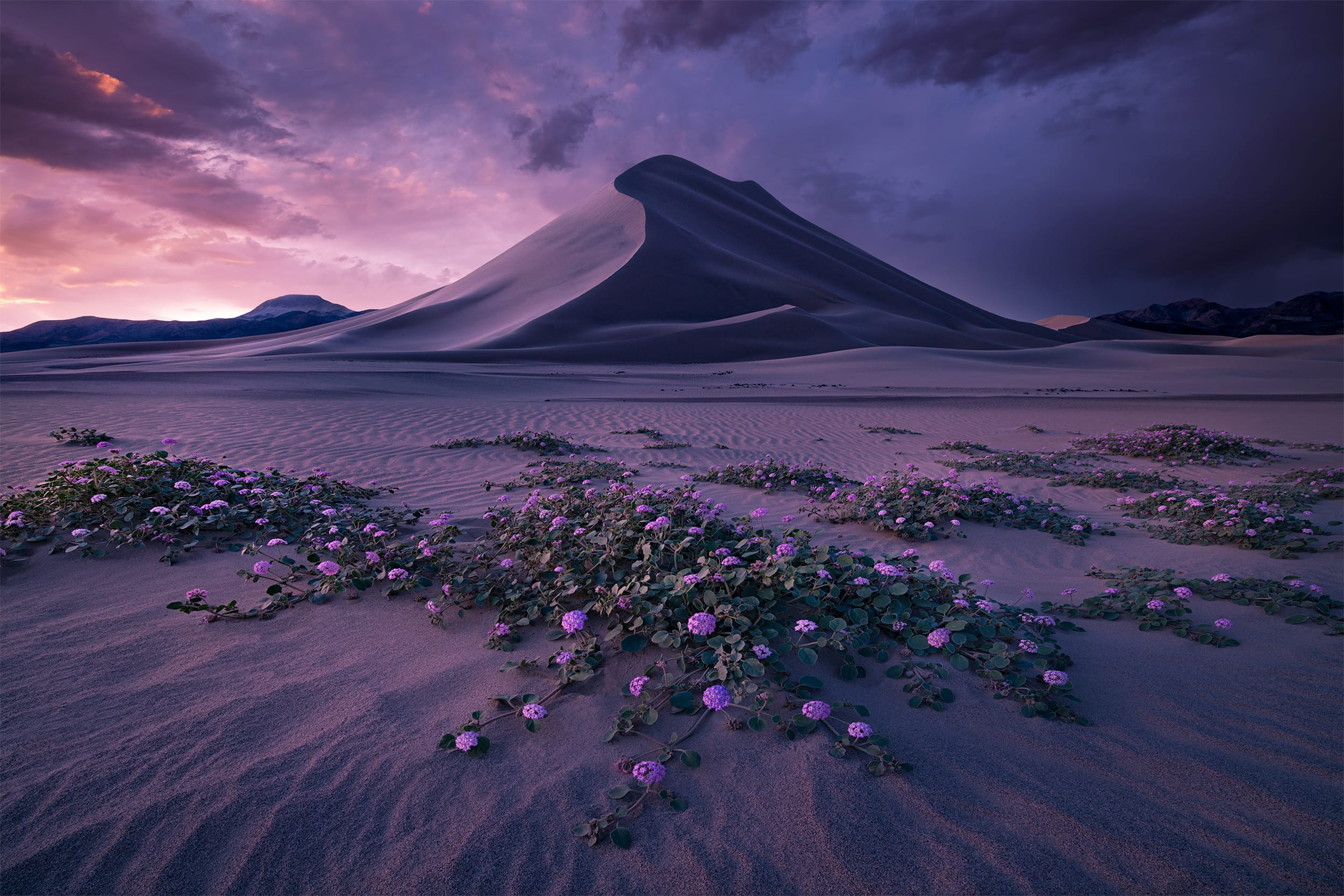 Desert Dreams