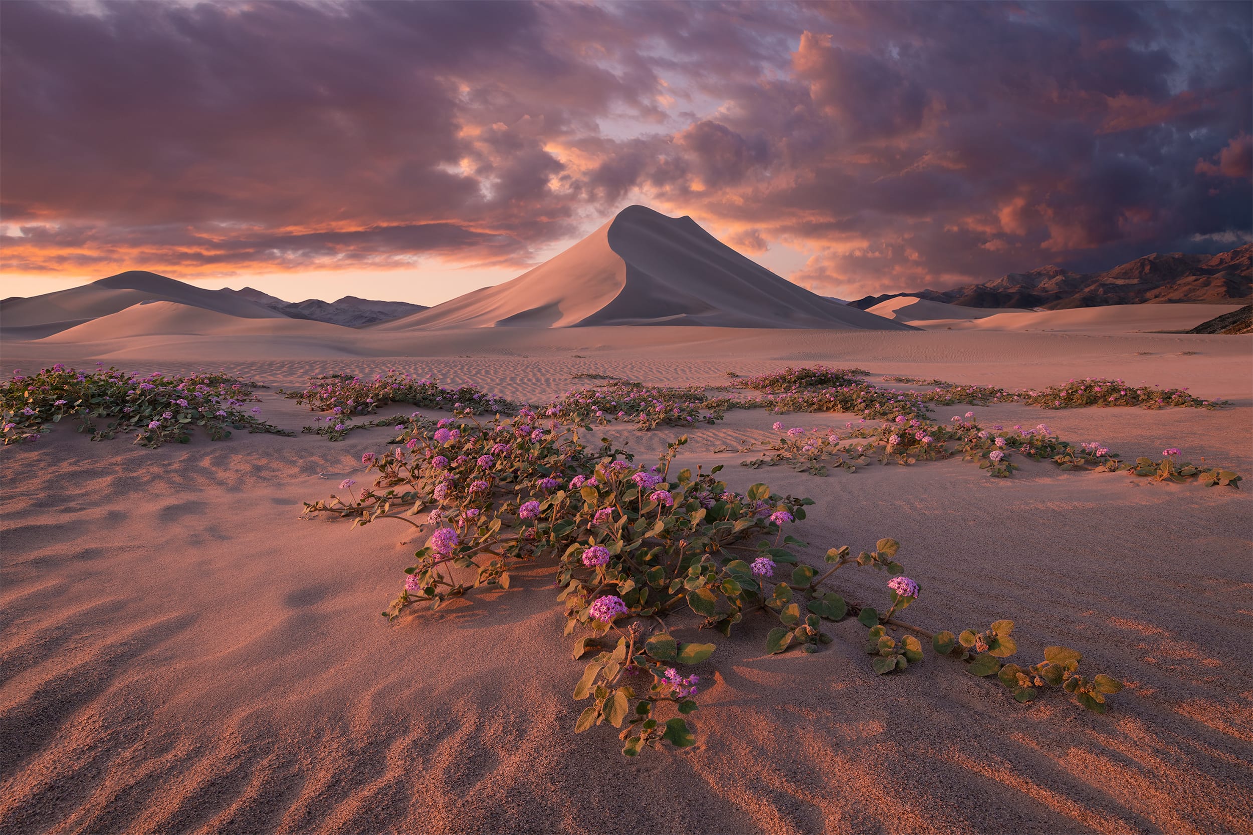 Enchanted Dunes