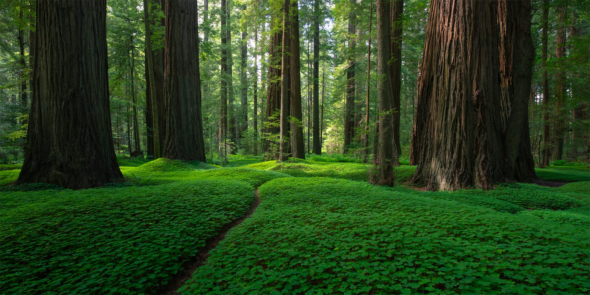 Enchanted Path