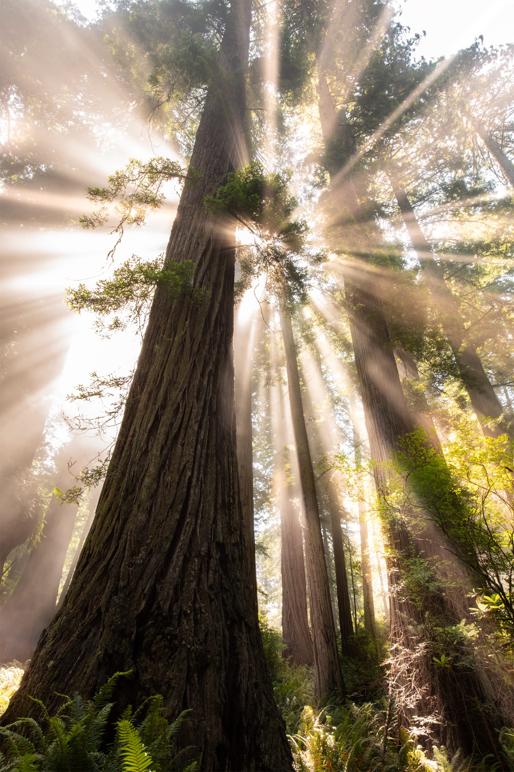 Enlightenment