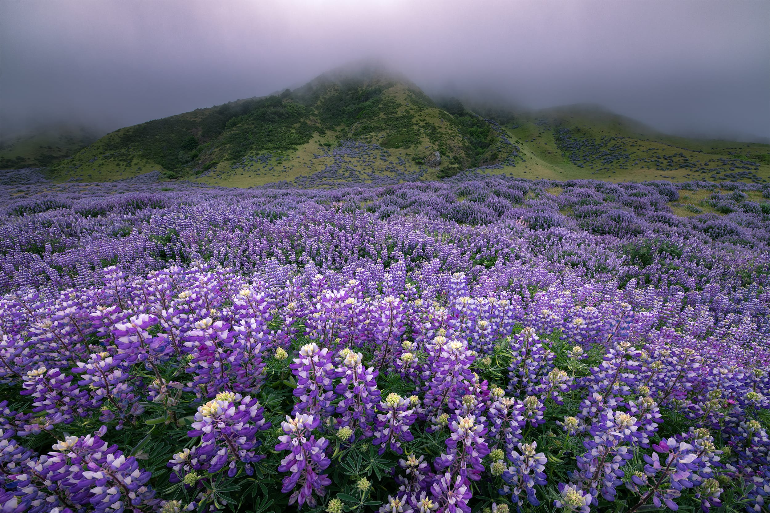 Field Of Dreams