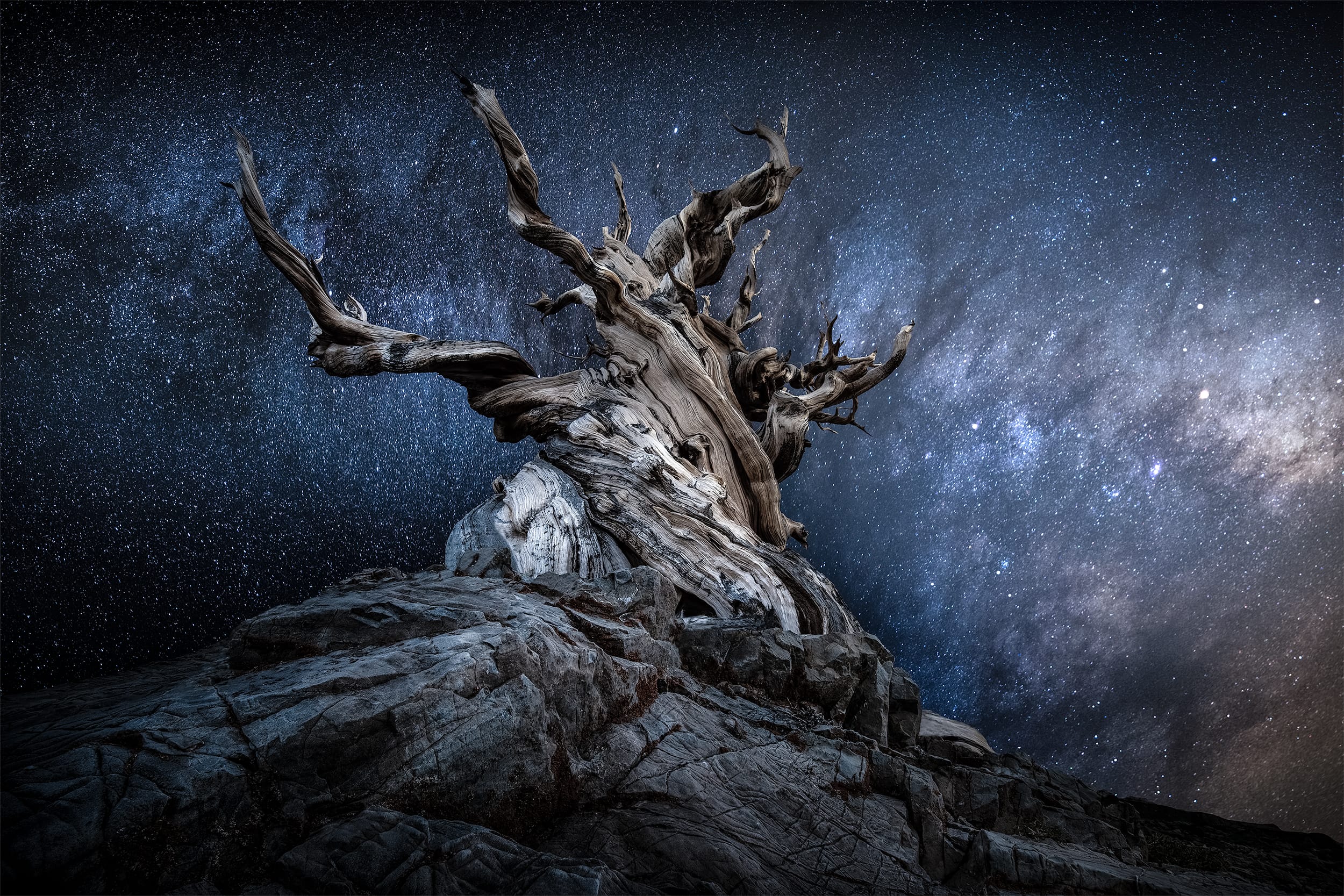 Forest Elder
