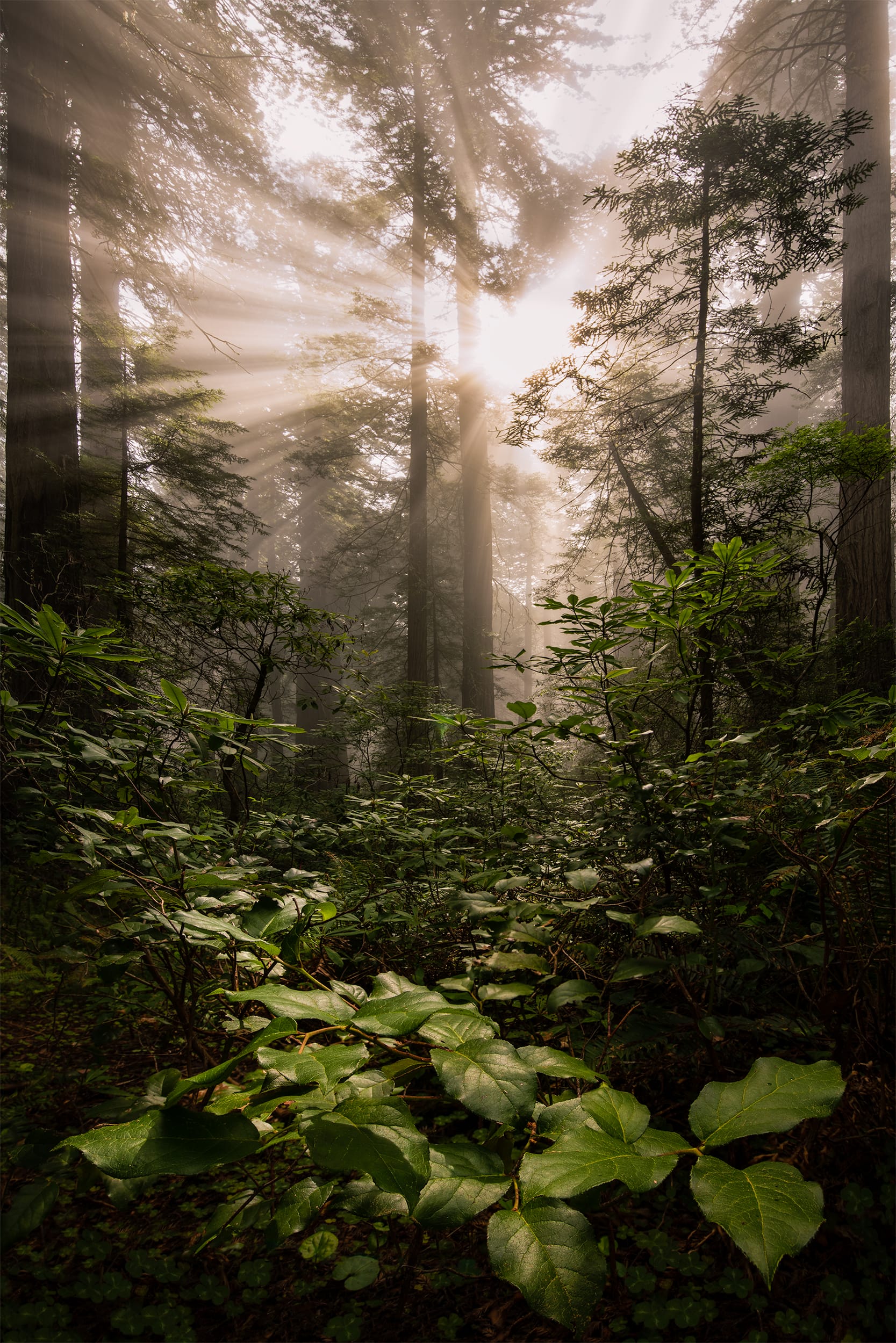 Forest Heart