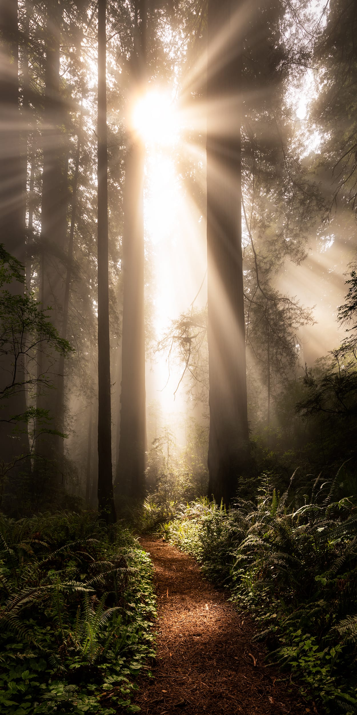 Into The Light