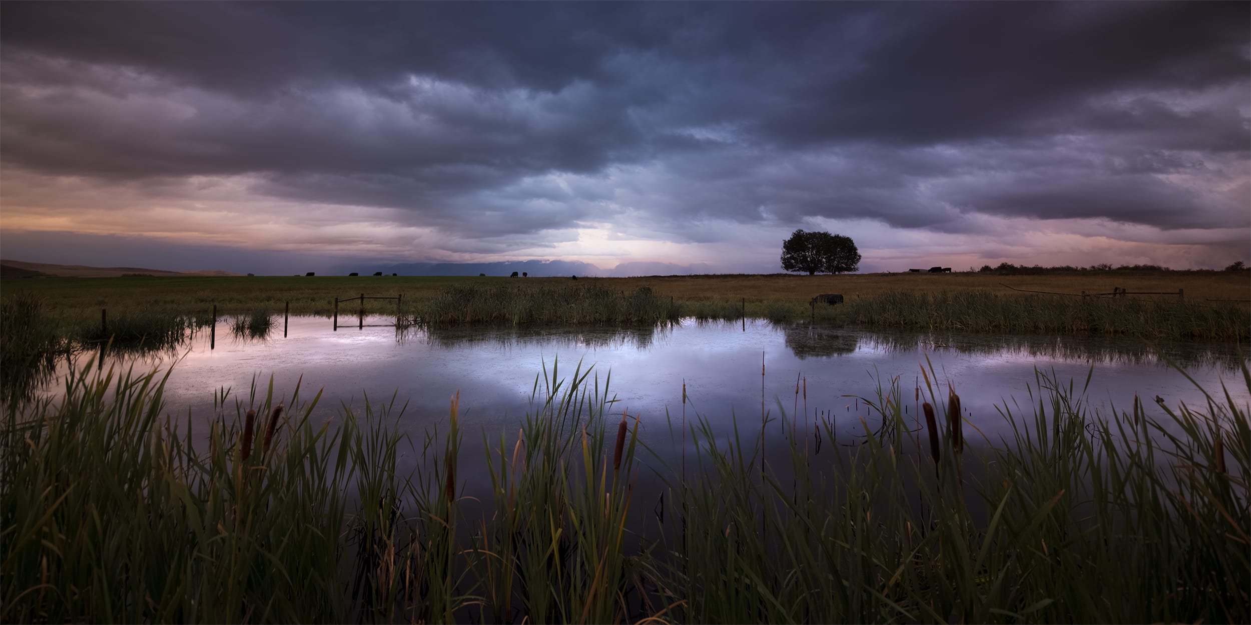 Lone Oak