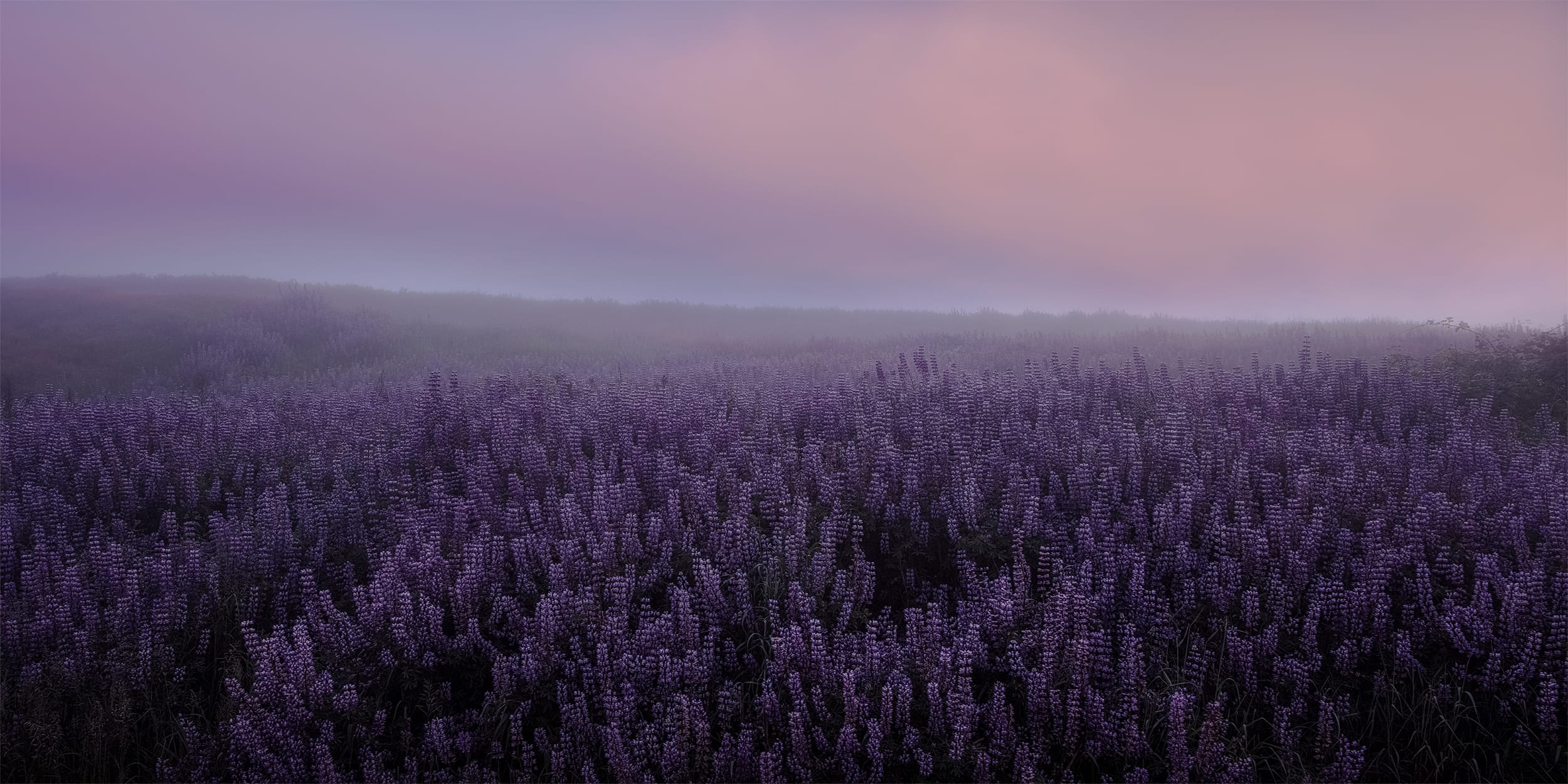 Luminant Bloom