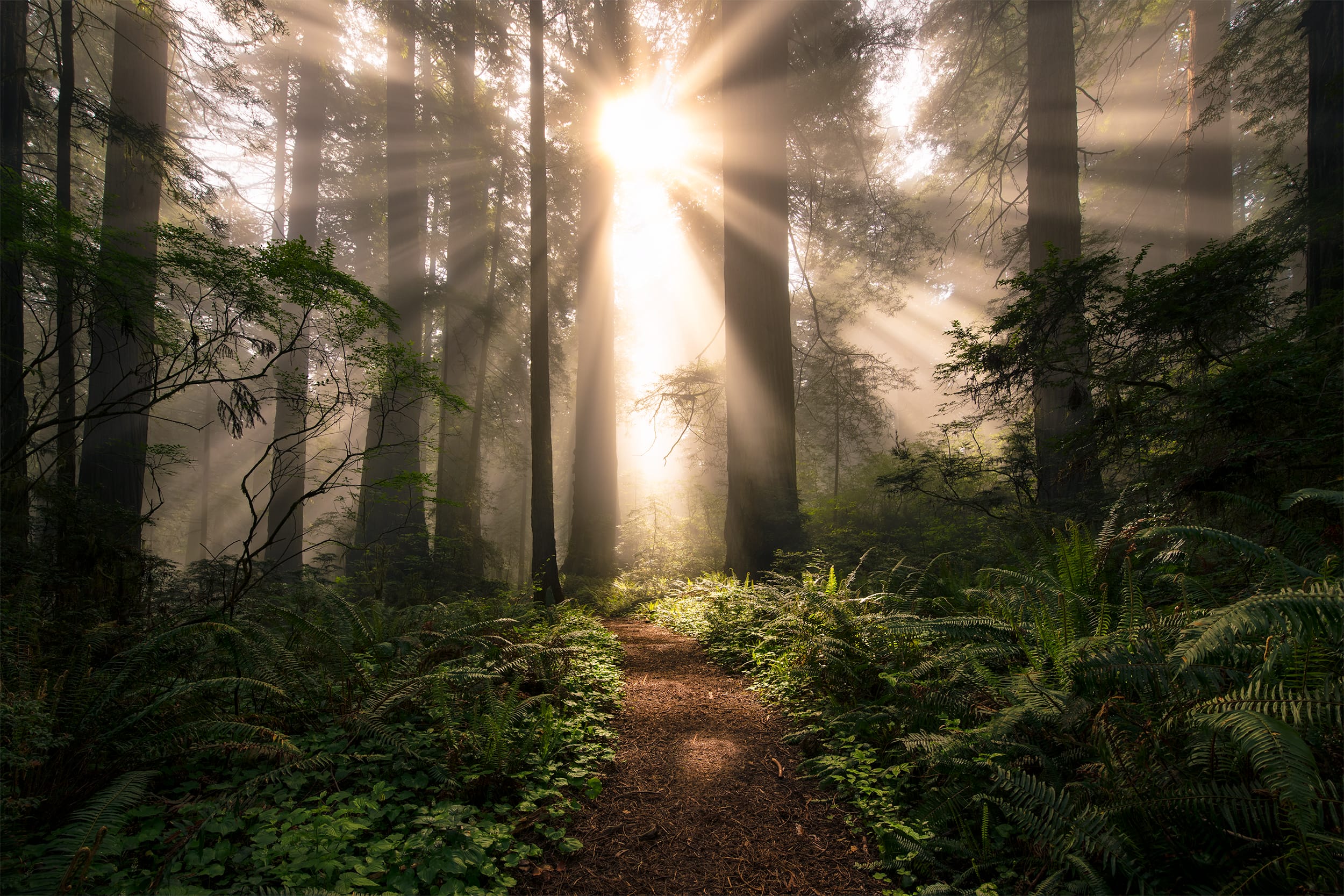 Lightbox: Redwood Majesty