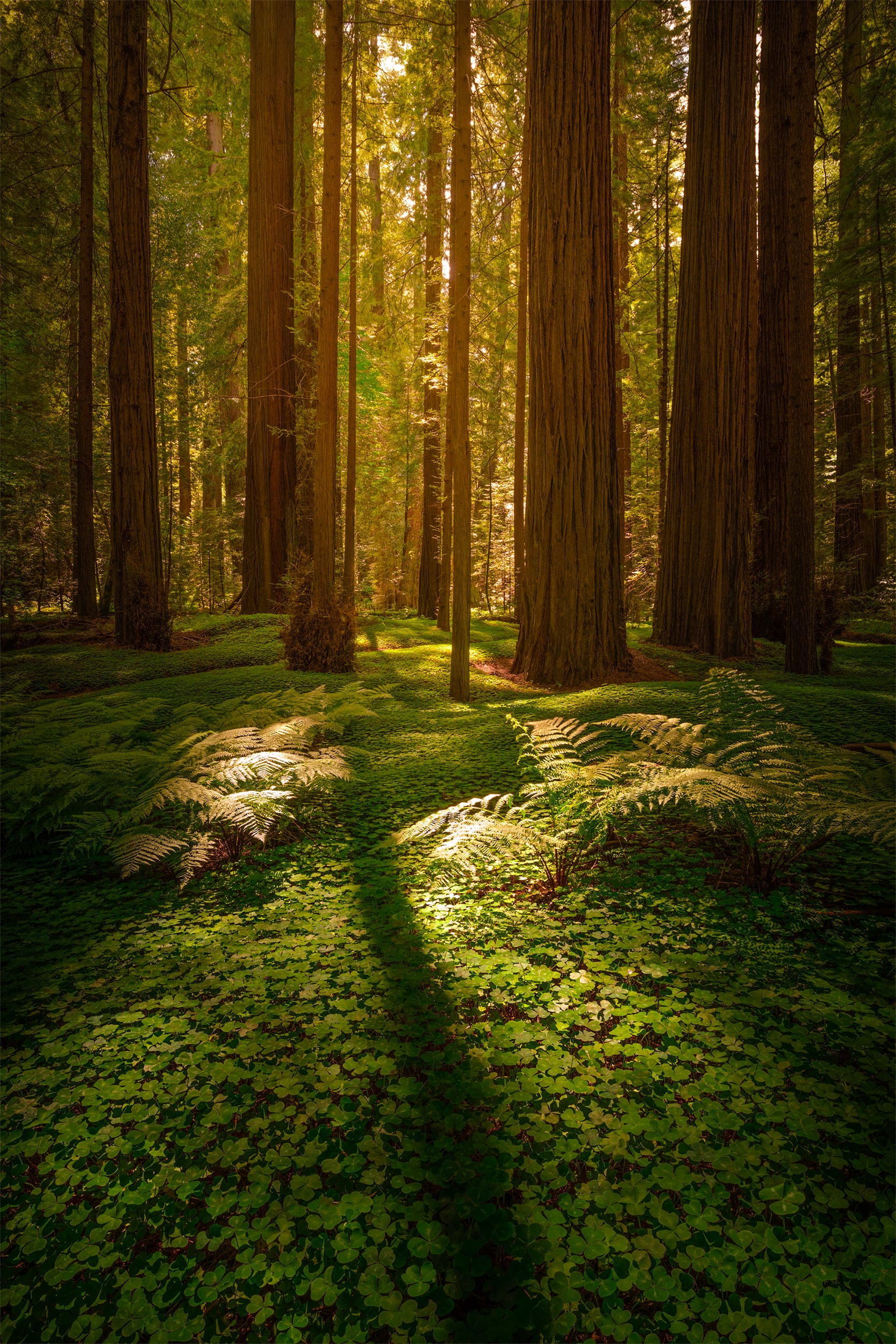 Lightbox: Redwood Whisper