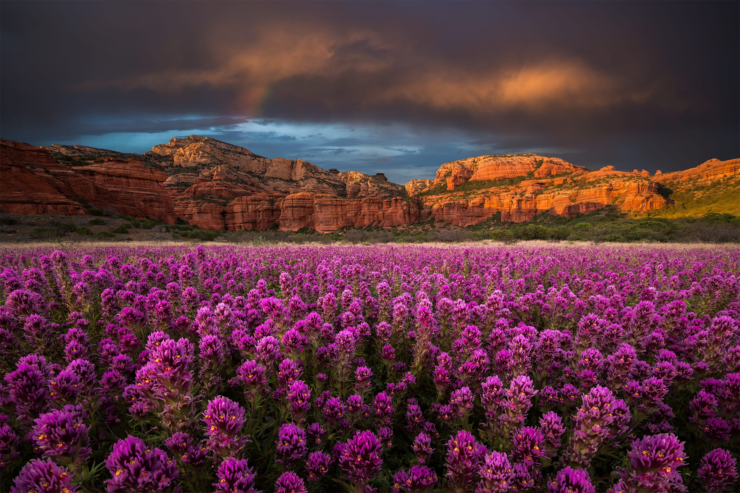 Sedona Spring