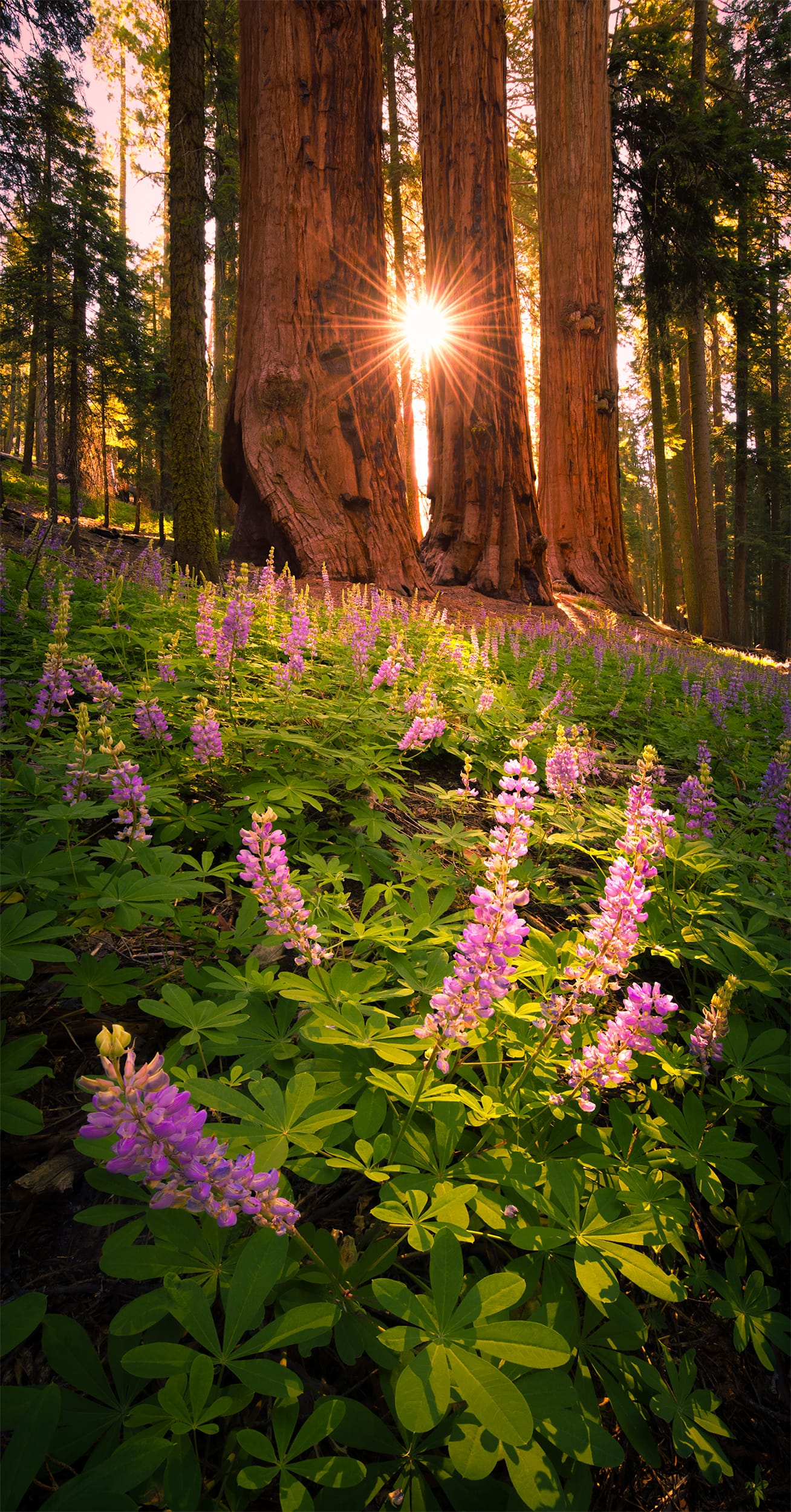 Lightbox: Sequoia Dreams