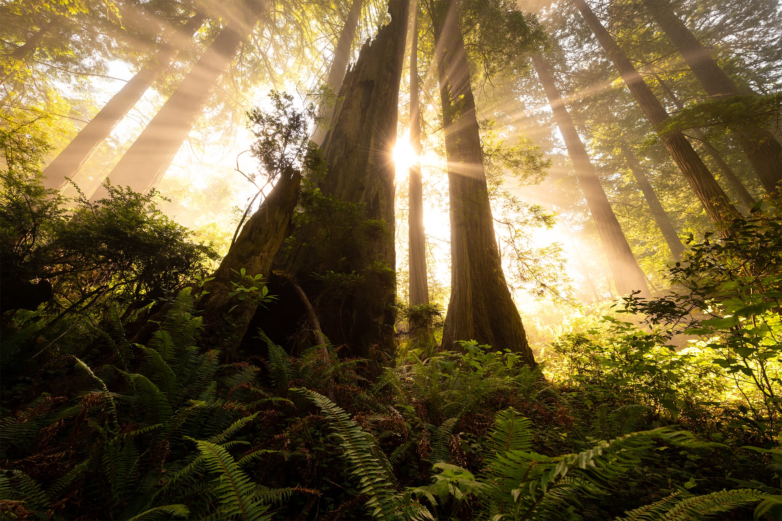 Silent Light