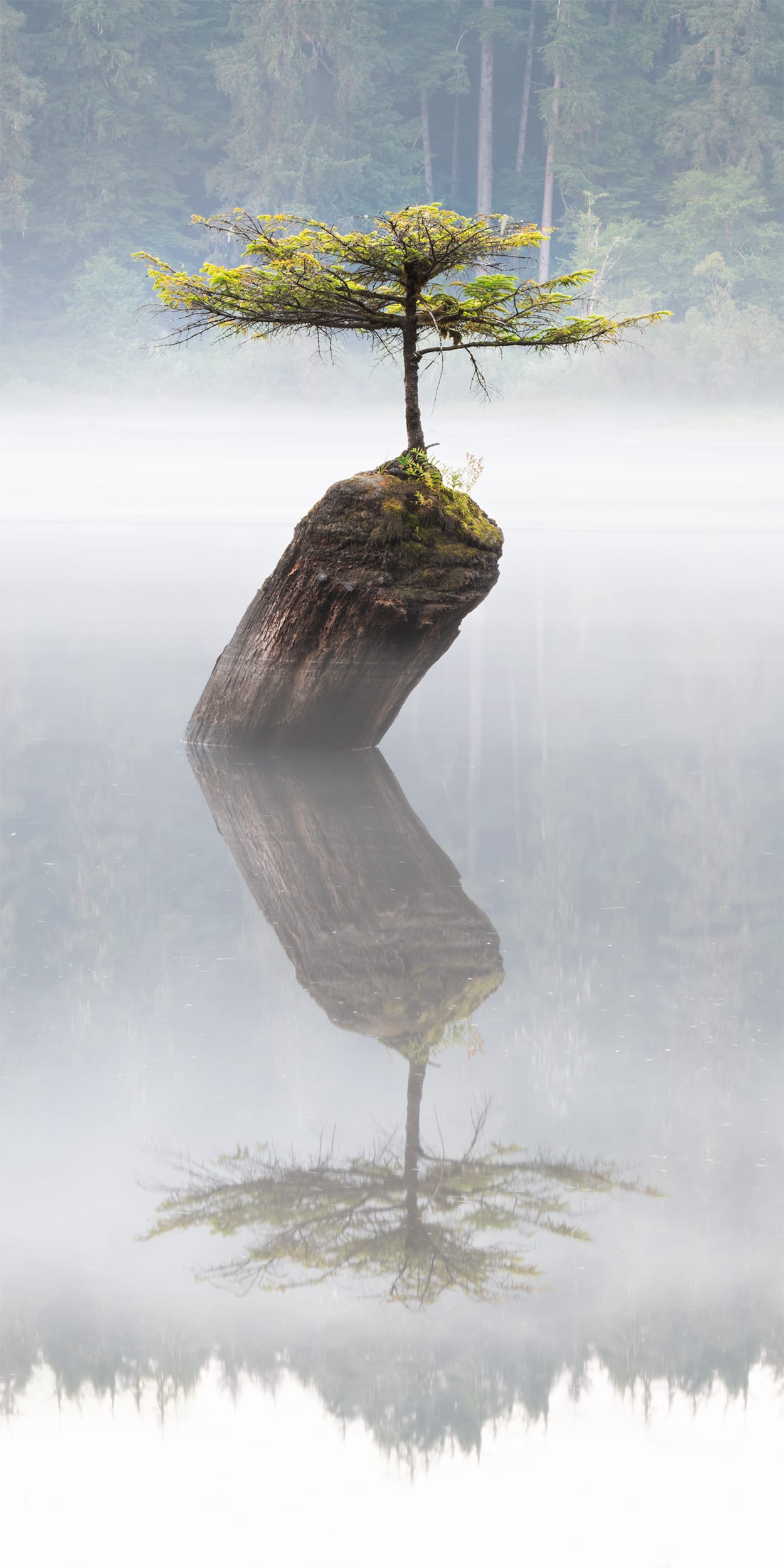 Spirit Tree
