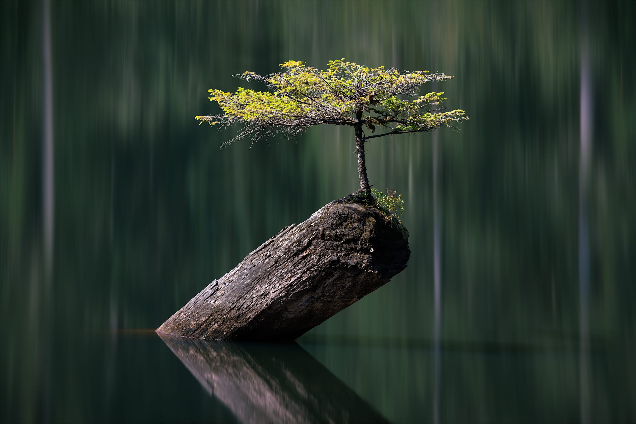 Tree of Hope