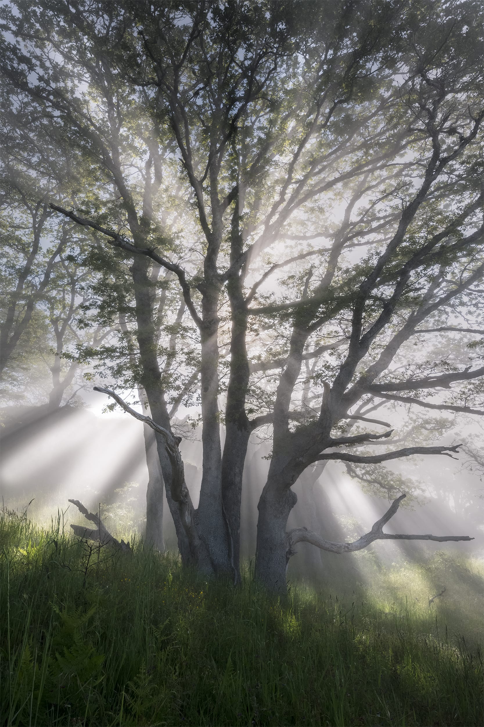 Lightbox: Tree of Life