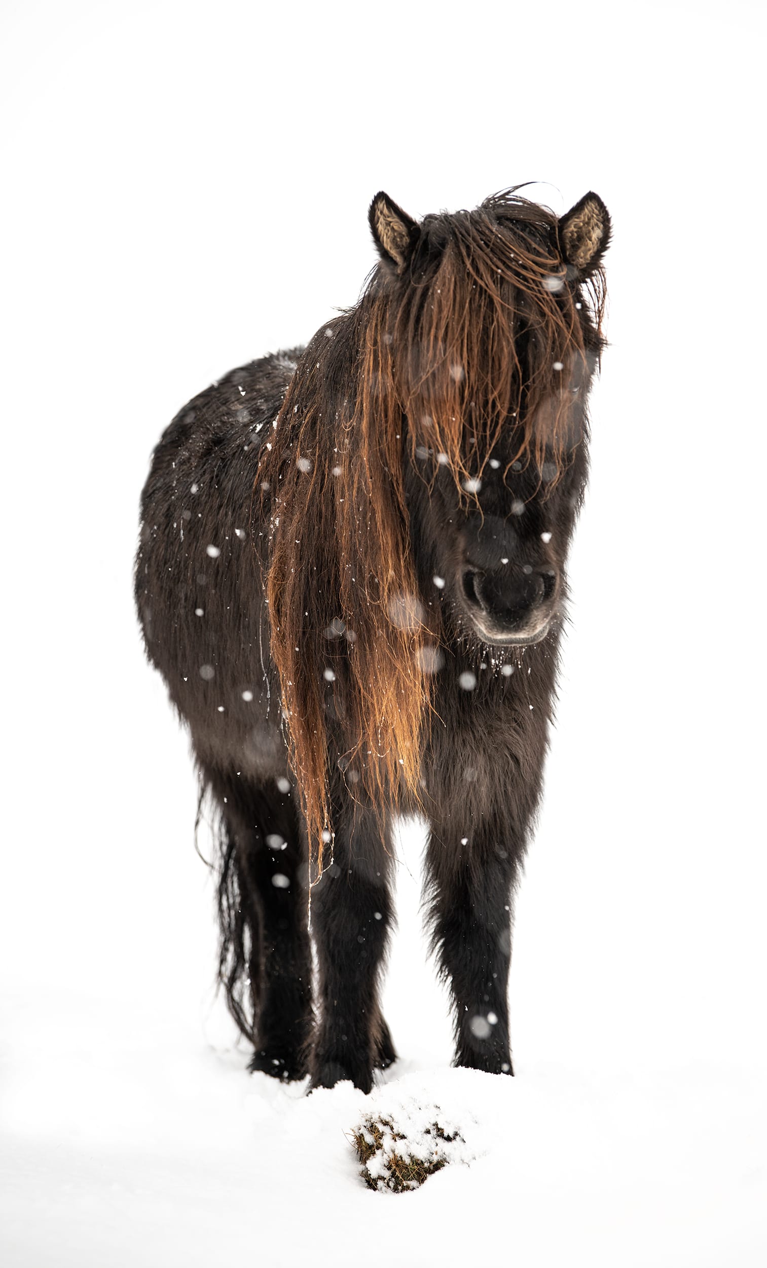 Unbridled