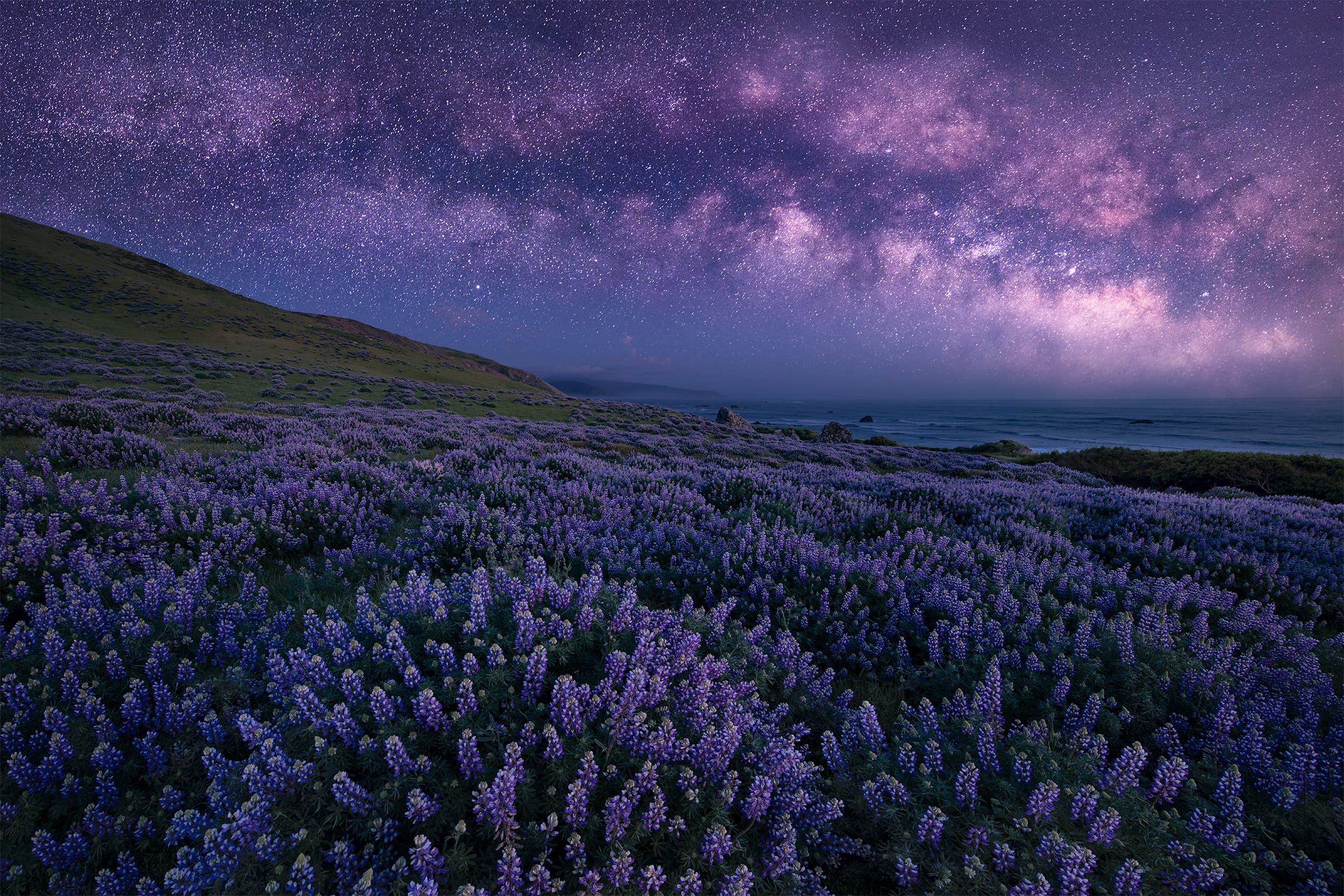 Midnight Bloom