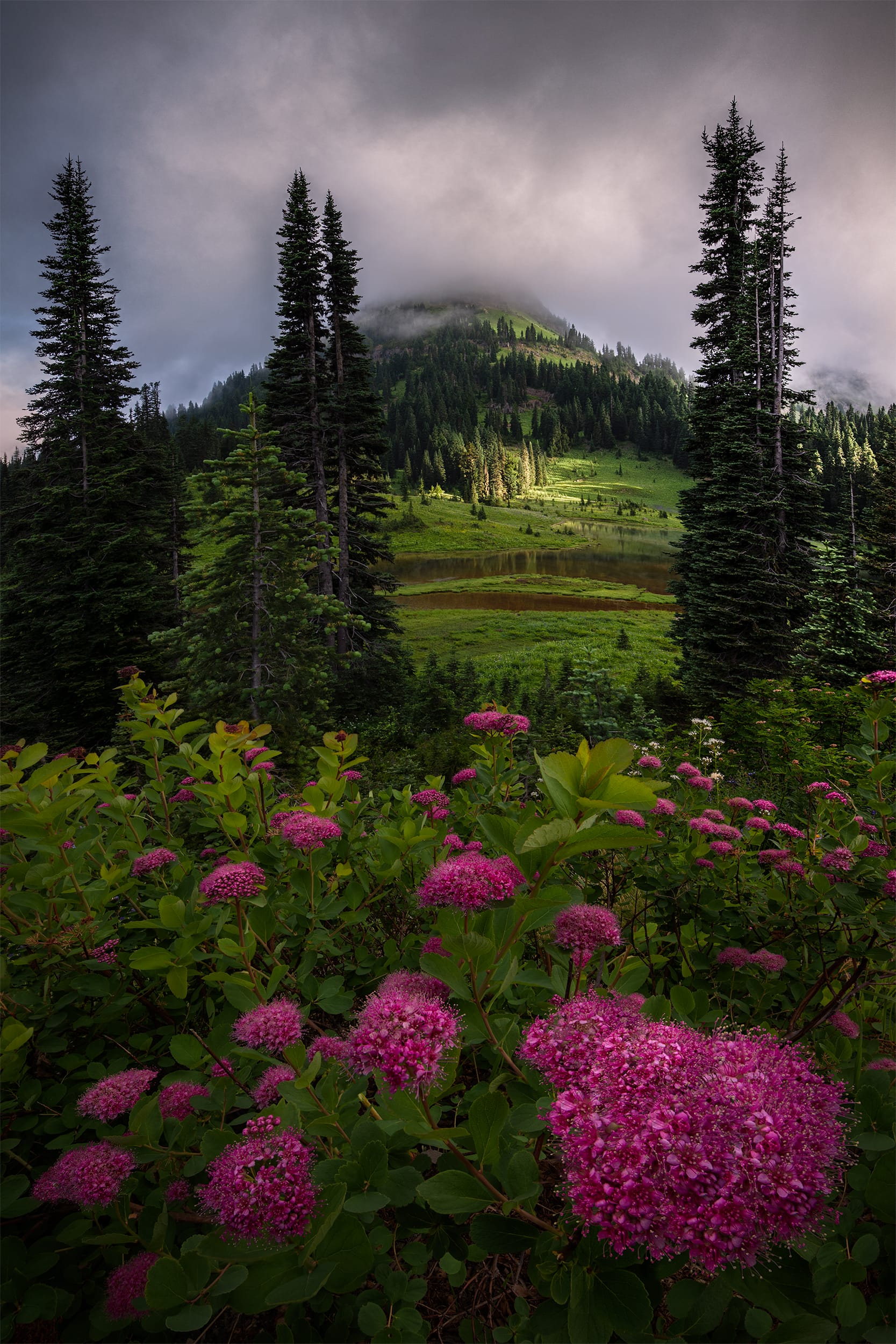 Morning Bloom