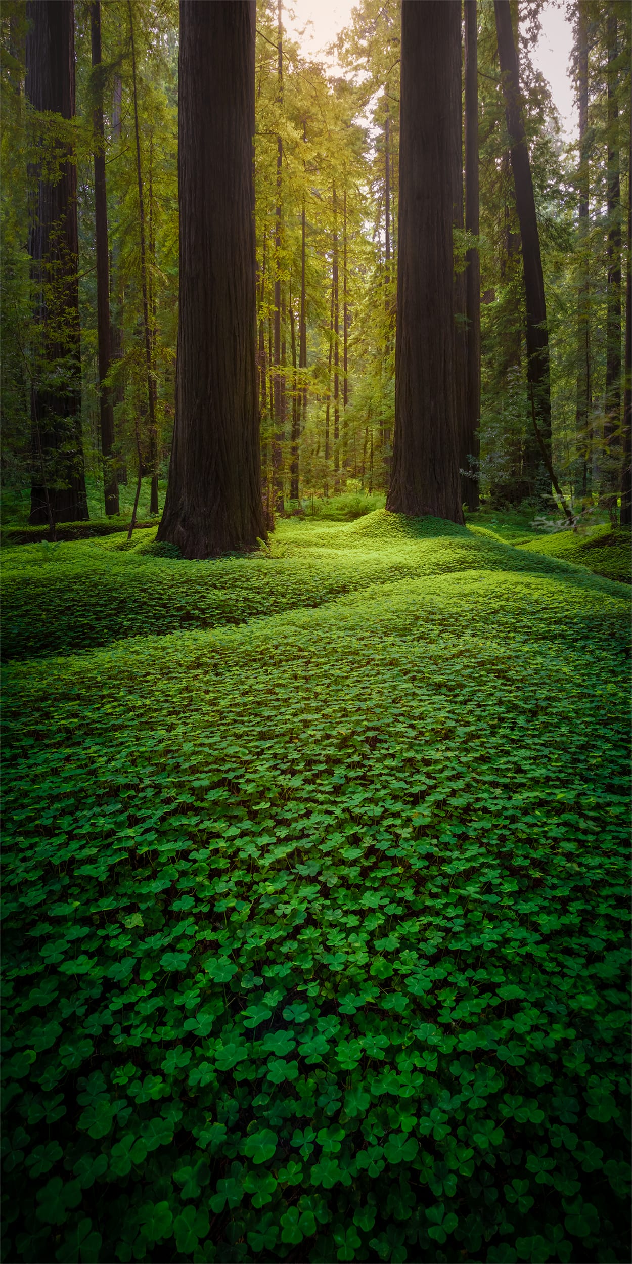 Lightbox: Redwood Serenity