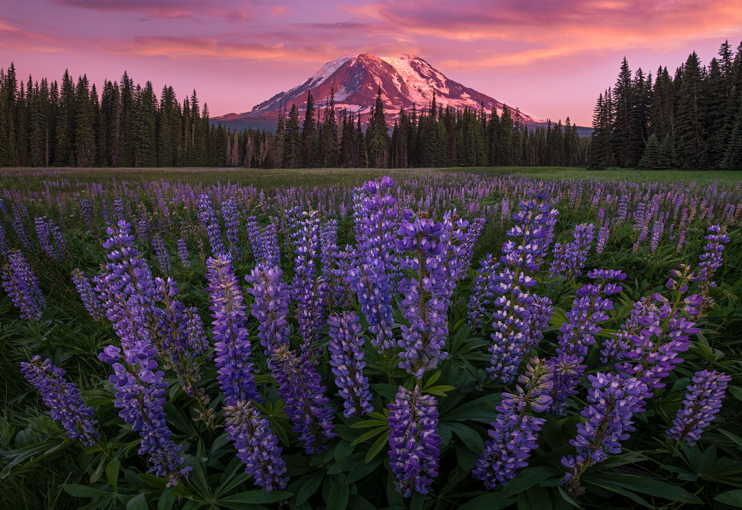 Adams Enchantment