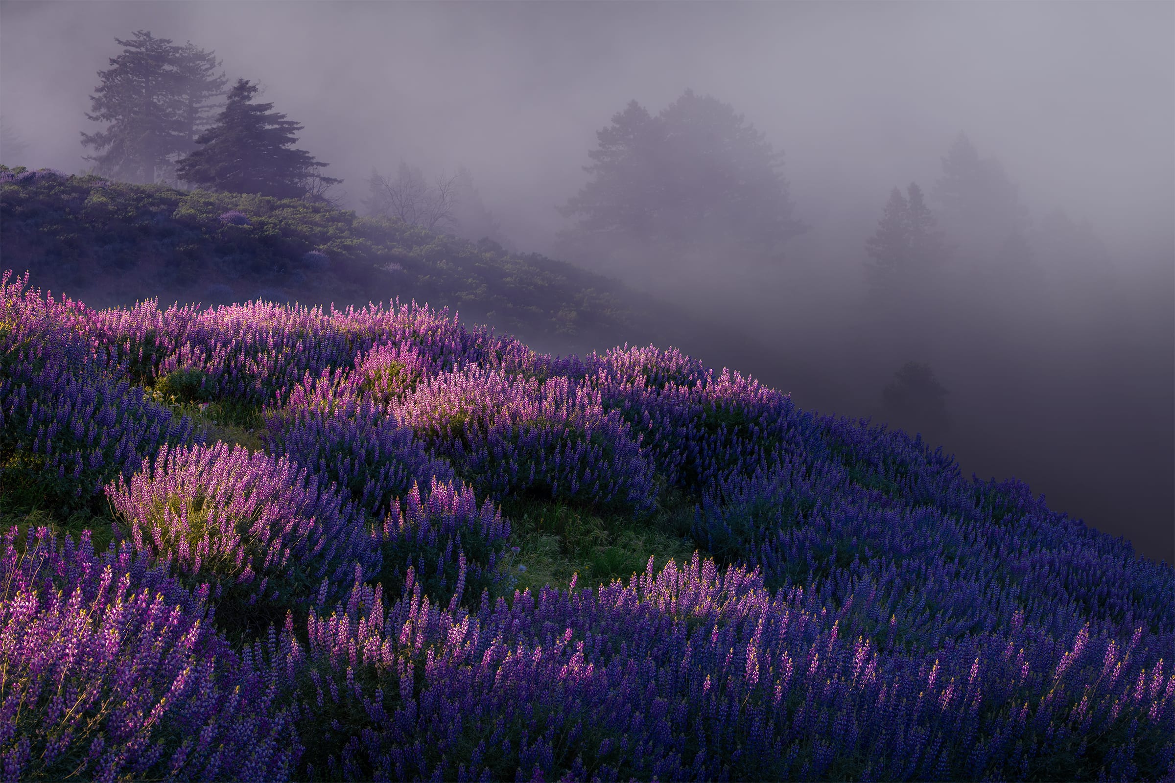 A Distant Dream