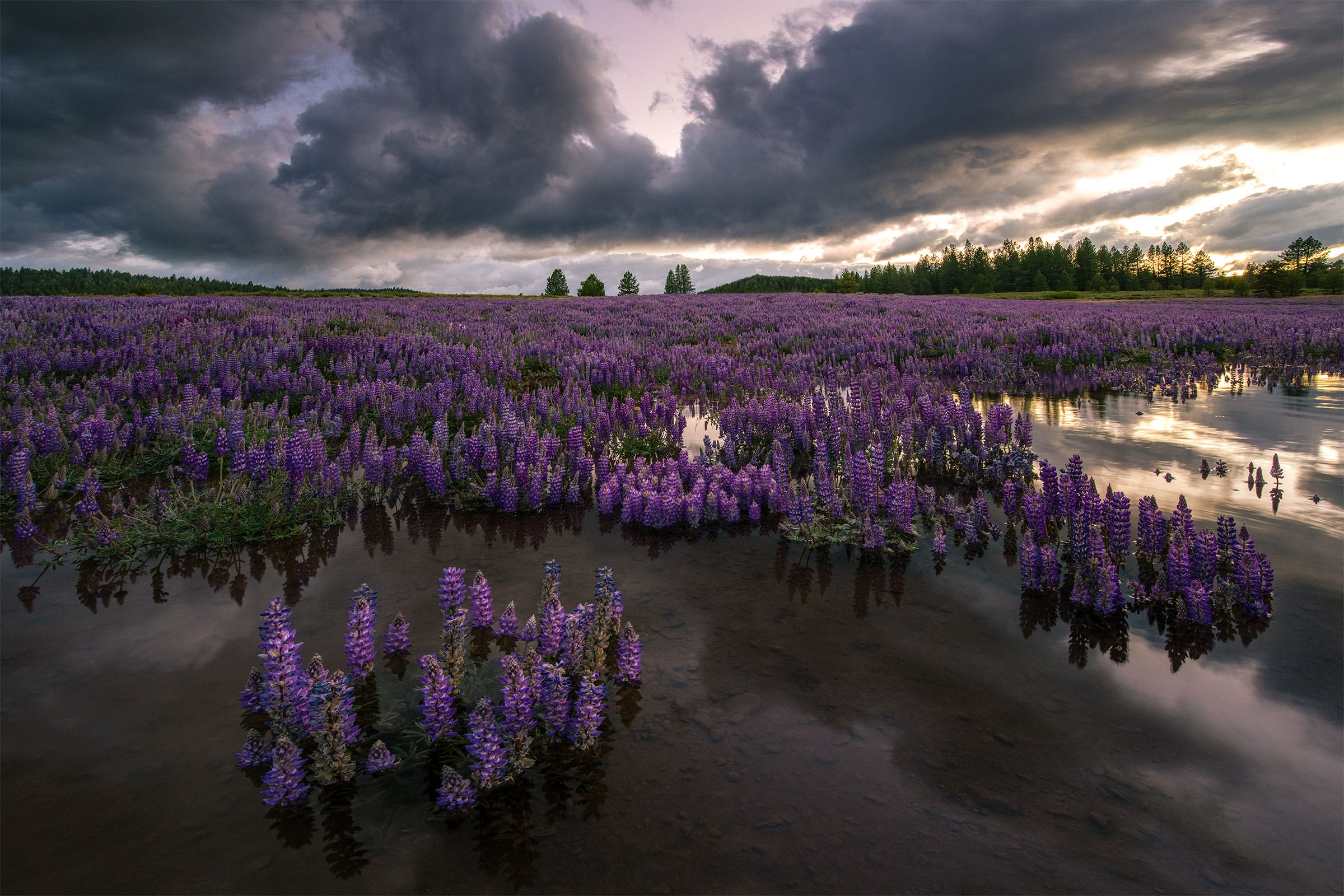Floating Bloom