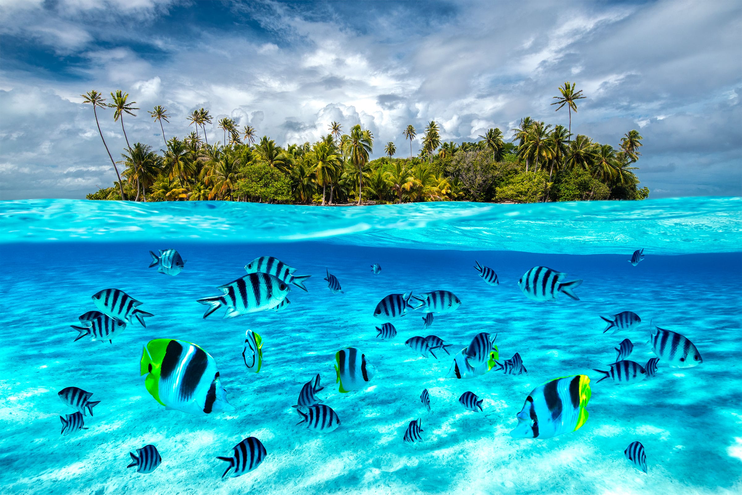Ocean Delight