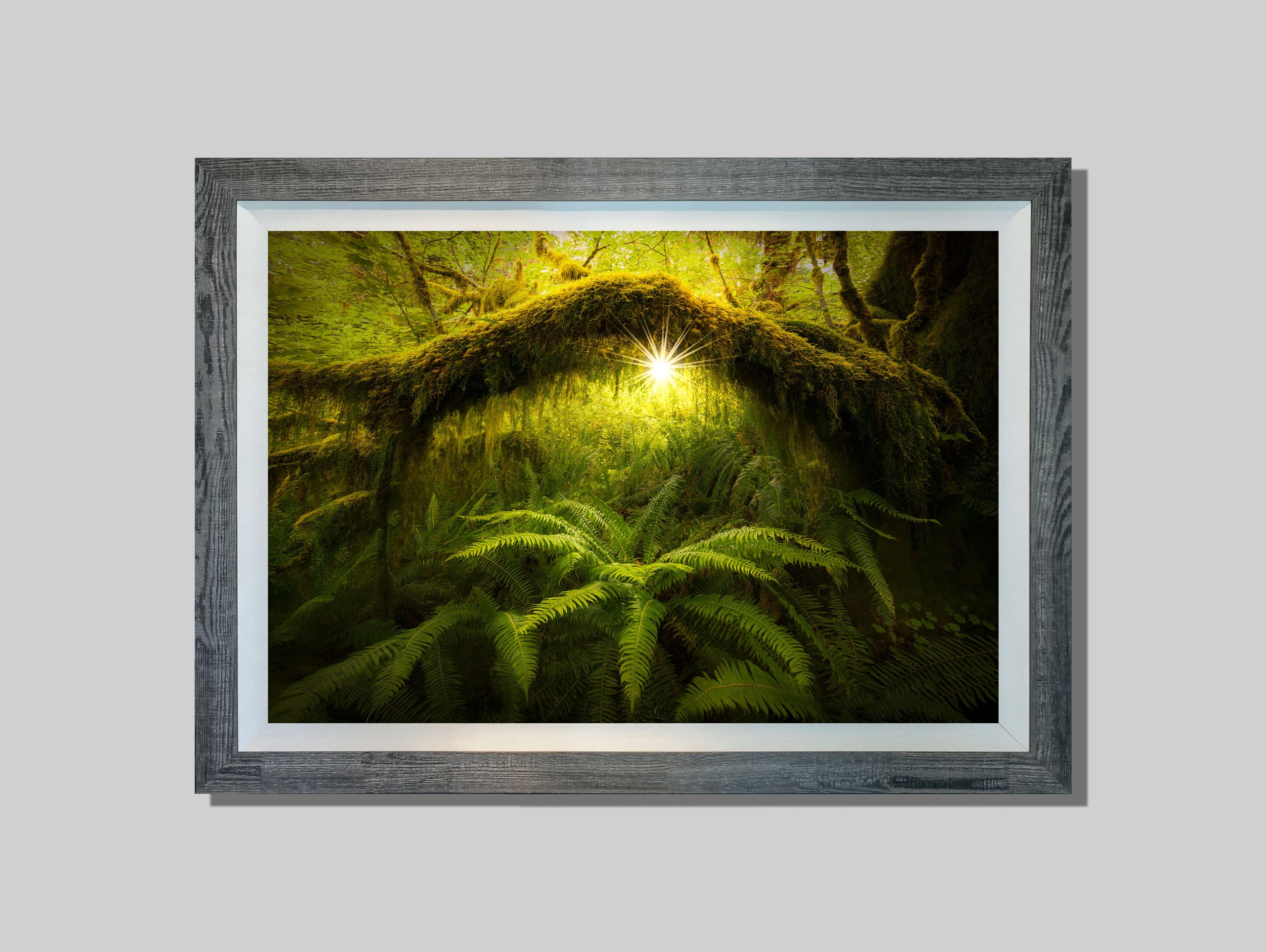 Enchanted Forest | Forests & Trees | Marlon Holden Fine Art