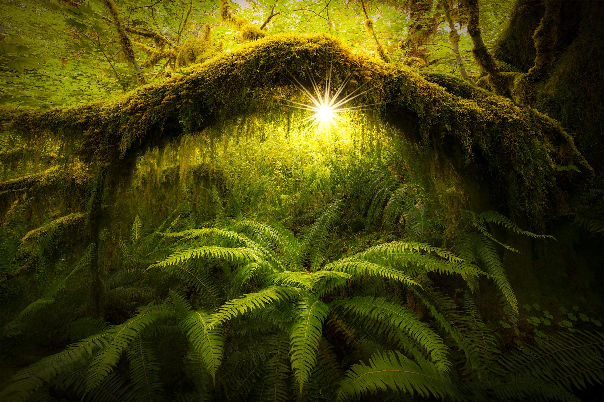 Lightbox: Enchanted Forest