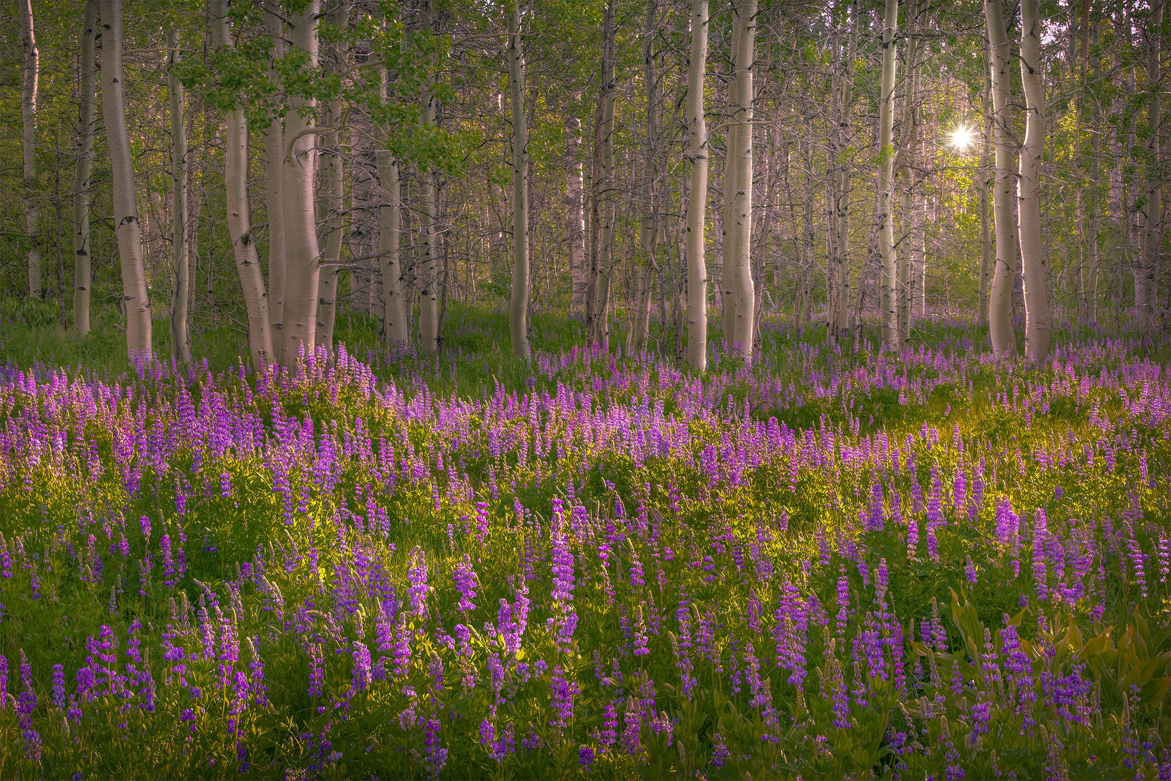 Spring Meadow