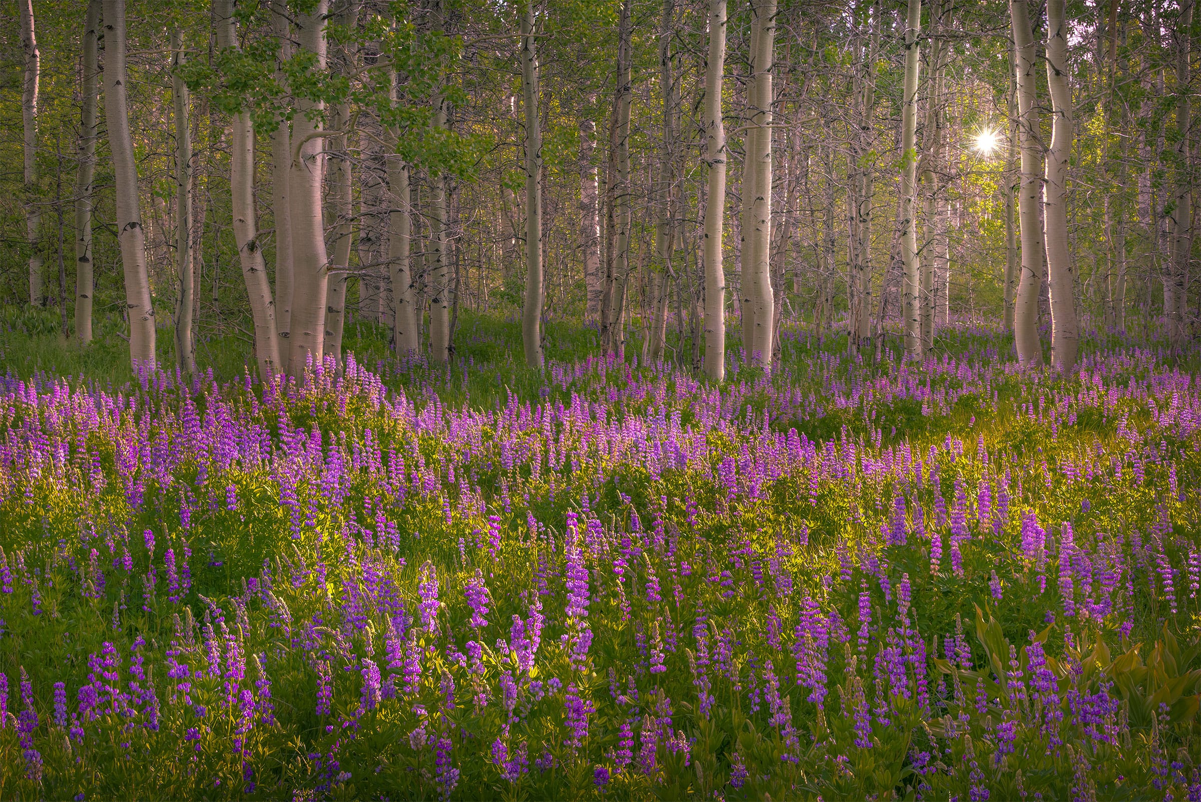 Lightbox: Spring Meadow