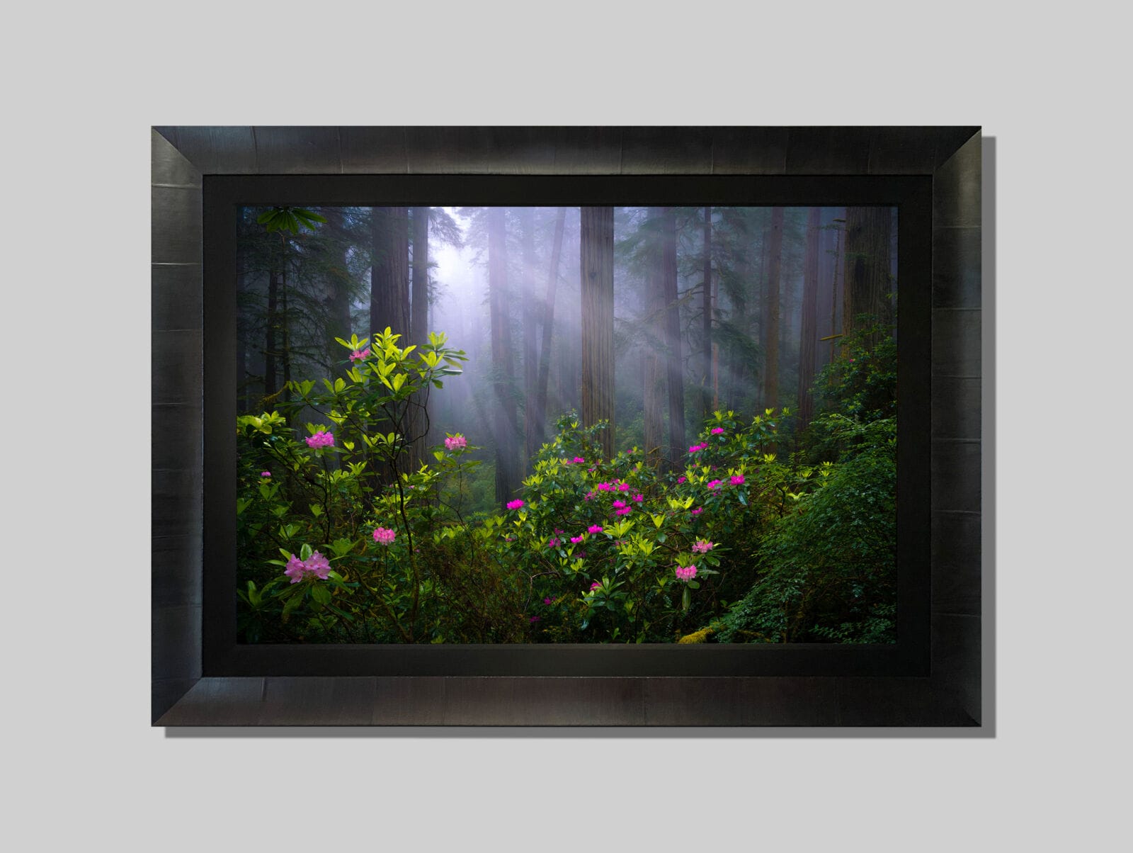 Redwood Kingdom Forests & Trees Marlon Holden Fine Art